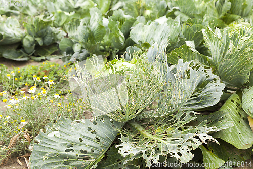 Image of An agricultural field with a crop