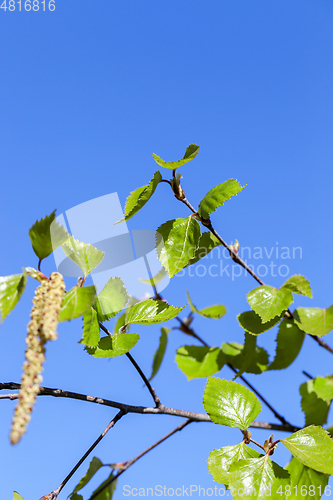 Image of Young leaves of birch