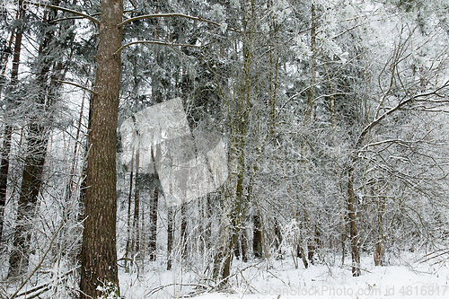 Image of Winter trees, close-up