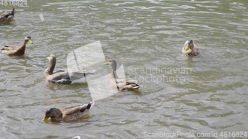 Image of Ducks on walk floating in the pond water. UltraHD stock footage