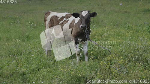 Image of Young bull-calve grazes on the green field