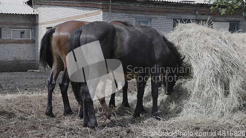 Image of Herd of horses on a farm near a haystack