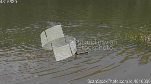 Image of Ducks on walk floating in the pond water.