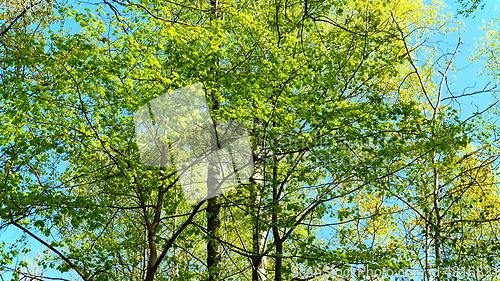 Image of European mixed forest. Tops of the trees. Looking up to the canopy.