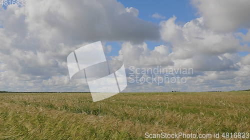 Image of Fields of wheat at the end of summer fully ripe