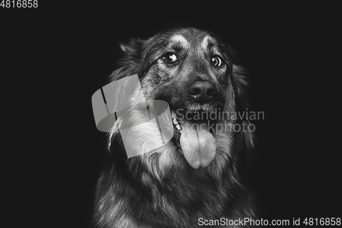 Image of beautiful dog isolated on black