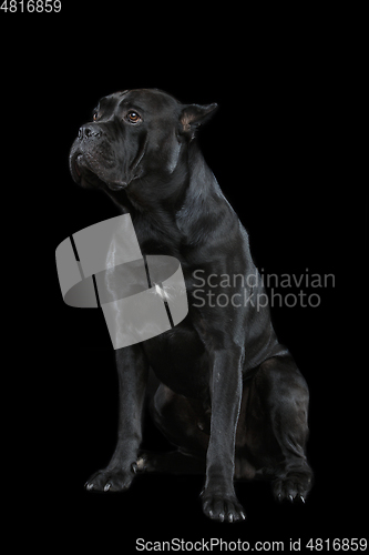 Image of beautiful cane corso dog