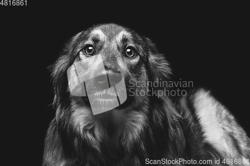 Image of beautiful dog isolated on black