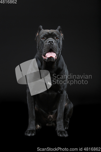 Image of beautiful cane corso dog