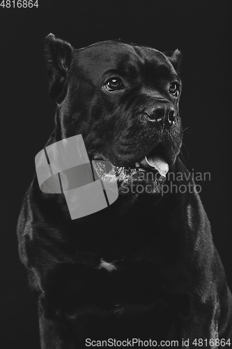 Image of beautiful cane corso dog