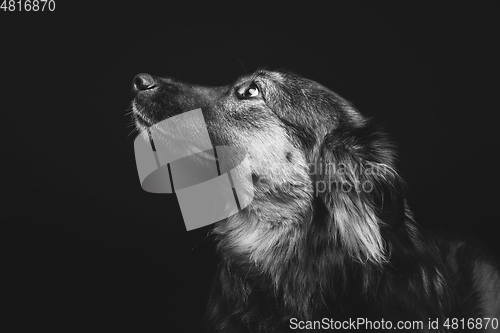 Image of beautiful dog isolated on black