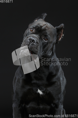 Image of beautiful cane corso dog