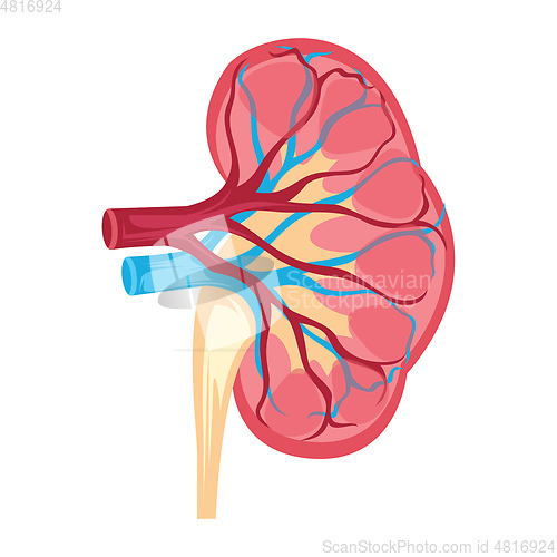 Image of Anatomy design of human kidney vector illustration on white back