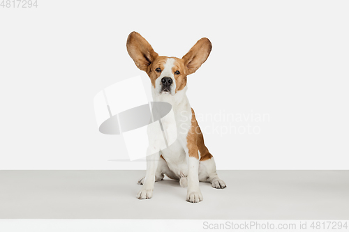 Image of Small funny dog Beagle posing isolated over white studio background.