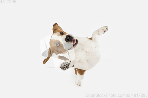 Image of Small funny dog Beagle posing isolated over white studio background.