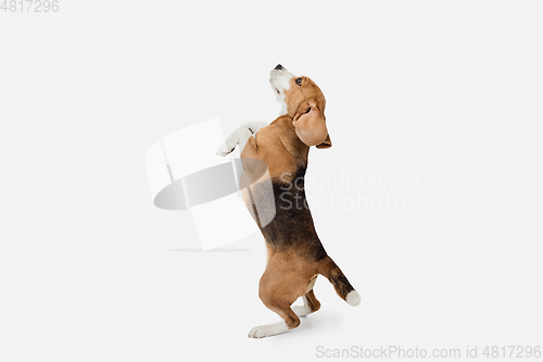 Image of Small funny dog Beagle posing isolated over white studio background.