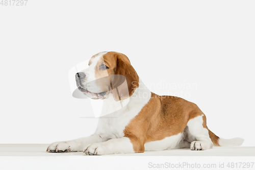 Image of Small funny dog Beagle posing isolated over white studio background.