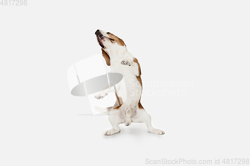 Image of Small funny dog Beagle posing isolated over white studio background.