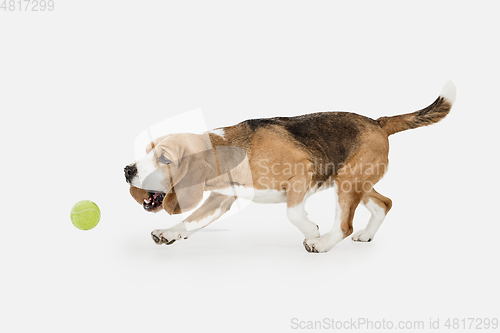 Image of Small funny dog Beagle posing isolated over white studio background.