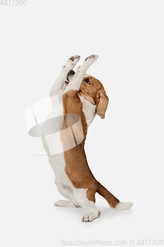 Image of Small funny dog Beagle posing isolated over white studio background.