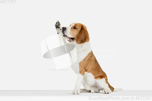 Image of Small funny dog Beagle posing isolated over white studio background.