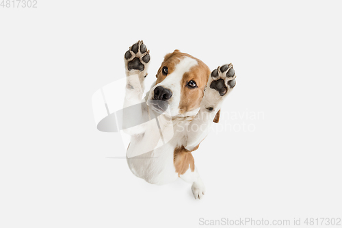 Image of Small funny dog Beagle posing isolated over white studio background.