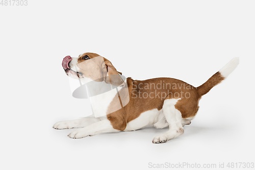 Image of Small funny dog Beagle posing isolated over white studio background.