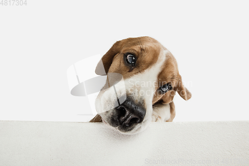 Image of Small funny dog Beagle posing isolated over white studio background.