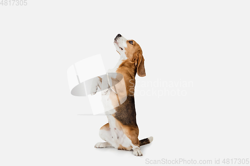 Image of Small funny dog Beagle posing isolated over white studio background.