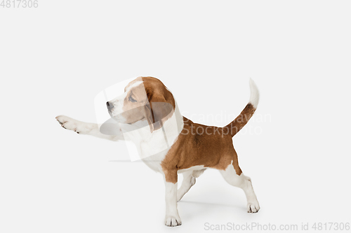 Image of Small funny dog Beagle posing isolated over white studio background.