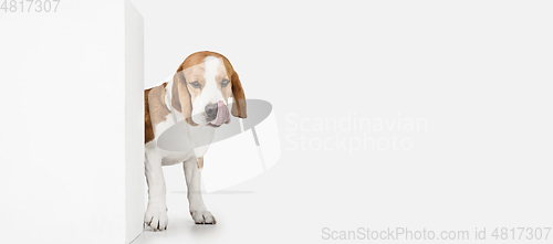 Image of Small funny dog Beagle posing isolated over white studio background.