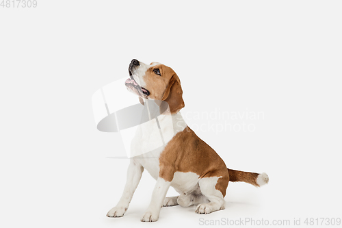 Image of Small funny dog Beagle posing isolated over white studio background.