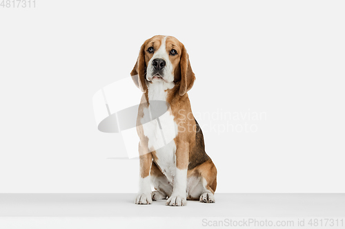 Image of Small funny dog Beagle posing isolated over white studio background.