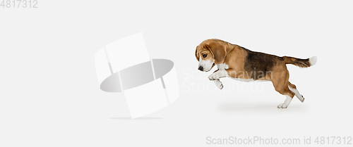 Image of Small funny dog Beagle posing isolated over white studio background.