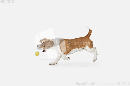 Image of Small funny dog Beagle posing isolated over white studio background.