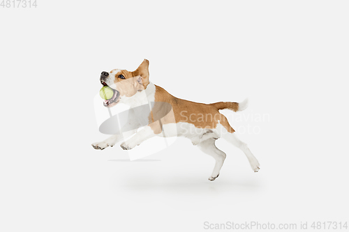 Image of Small funny dog Beagle posing isolated over white studio background.