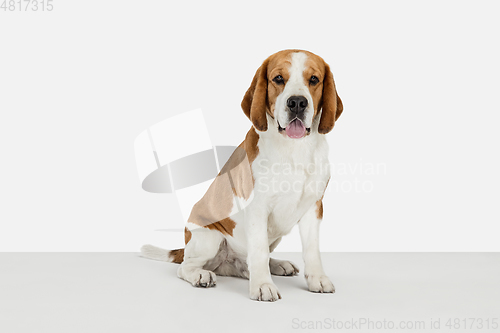 Image of Small funny dog Beagle posing isolated over white studio background.