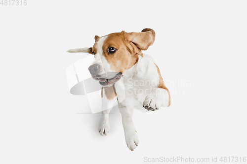 Image of Small funny dog Beagle posing isolated over white studio background.