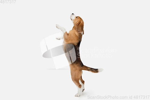 Image of Small funny dog Beagle posing isolated over white studio background.