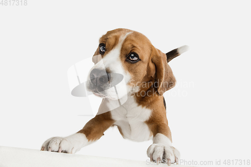 Image of Small funny dog Beagle posing isolated over white studio background.