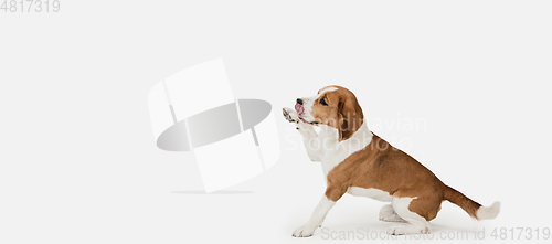 Image of Small funny dog Beagle posing isolated over white studio background.