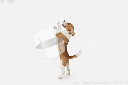 Image of Small funny dog Beagle posing isolated over white studio background.