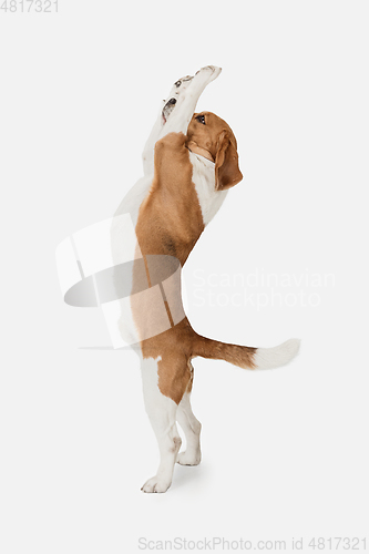 Image of Small funny dog Beagle posing isolated over white studio background.