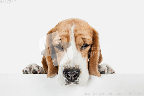 Image of Small funny dog Beagle posing isolated over white studio background.