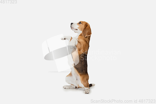 Image of Small funny dog Beagle posing isolated over white studio background.