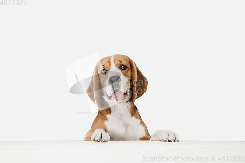 Image of Small funny dog Beagle posing isolated over white studio background.