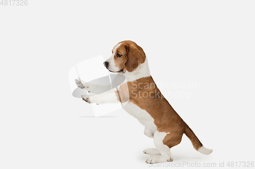 Image of Small funny dog Beagle posing isolated over white studio background.