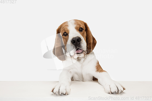 Image of Small funny dog Beagle posing isolated over white studio background.