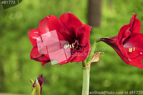 Image of Red Amerillos blooms