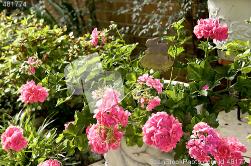 Image of Pink Geraniums